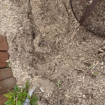 Alan's Tree Care - Damaged electrical lines - Tree Services Near Me - Jurupa Valley, California Alan's Tree Care - Damaged electrical lines - Tree Services Near Me - Jurupa Valley, California