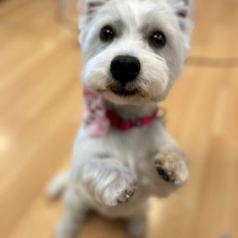 Clipper Doodle Do - Pet Groomers Near Me - Des Moines, Iowa Clipper Doodle Do - Pet Groomers Near Me - Des Moines, Iowa