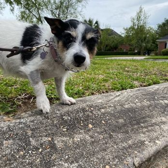Pet Super Krewe Services - Pet Sitting Near Me - Metairie, Louisiana Pet Super Krewe Services - Pet Sitting Near Me - Metairie, Louisiana