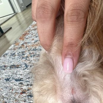 Stonebriar Grooming - Cut under her tail. - Pet Groomers Near Me - Frisco, Texas Stonebriar Grooming - Cut under her tail. - Pet Groomers Near Me - Frisco, Texas