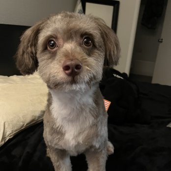 PetSmart - After :) - Pet Training Near Me - Walnut Creek, California PetSmart - After :) - Pet Training Near Me - Walnut Creek, California