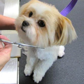 Debbie's Pet Parlor - Pet Sitting Near Me - Elizabeth City, North Carolina Debbie's Pet Parlor - Pet Sitting Near Me - Elizabeth City, North Carolina