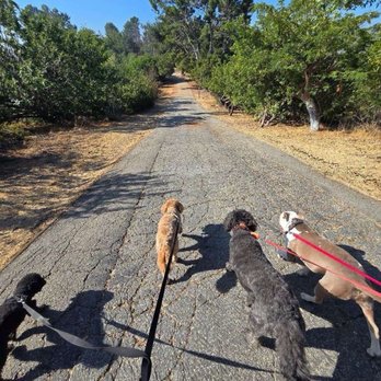 Yo Dog Walker - The pack - Dog Walkers Near Me Yo Dog Walker - The pack - Dog Walkers Near Me