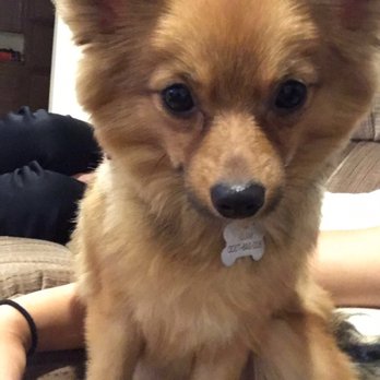 Karabu Pet Grooming - Pet Groomers Near Me - Tucson, Arizona Karabu Pet Grooming - Pet Groomers Near Me - Tucson, Arizona
