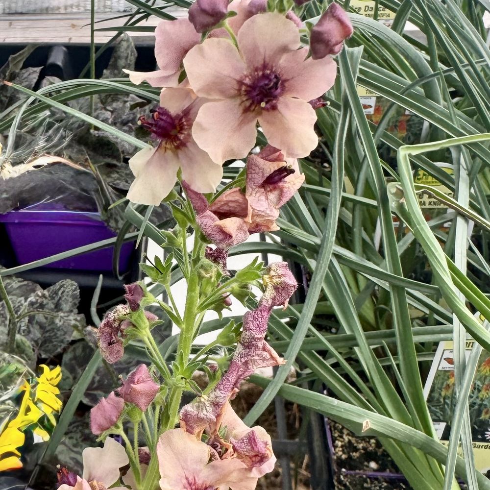The Garden Gallery - Florists Near Me - Omaha, Nebraska