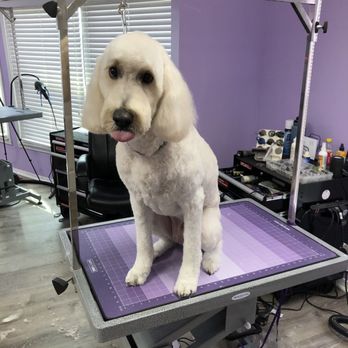 Mobile Pet Groomer Pawsitively Perfect Pet Spa Pawsitively