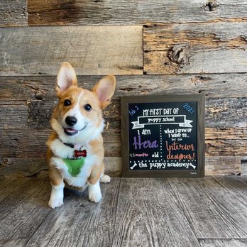 The Puppy Academy - Pet Training Near Me - Hermosa Beach, California The Puppy Academy - Pet Training Near Me - Hermosa Beach, California