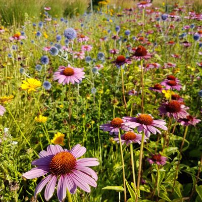 Okanagan Lavender & Herb Farm by null