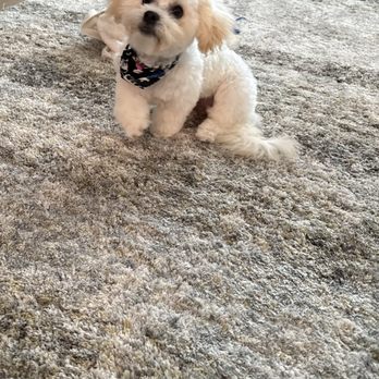 Pawsh Pups Mobile Grooming - After - Pet Groomers Near Me - Tulare, California