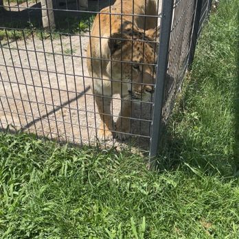 Wild Animal Safari - Big cat - Zoos Near Me - Strafford, Missouri Wild Animal Safari - Big cat - Zoos Near Me - Strafford, Missouri
