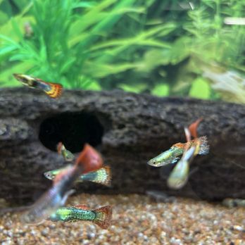 PetSmart - Guppies - Pet Training Near Me - Scottsdale, Arizona
