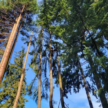Big Top Trees - Tree Services Near Me Big Top Trees - Tree Services Near Me