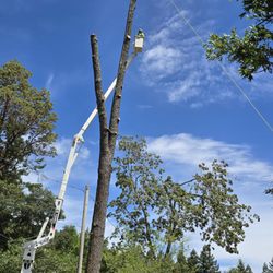 AC Tree Service - Half way a pine removal.