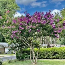 City of Goose Creek - Sedgefield Willowbrook - June 20, 2024