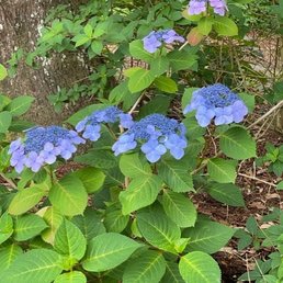 Lacecap? hydrangea Lacecap? hydrangea