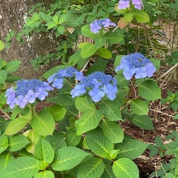 The Elizabethan Gardens - Lacecap? hydrangea - Botanical Gardens Near Me - Manteo, North Carolina The Elizabethan Gardens - Lacecap? hydrangea - Botanical Gardens Near Me - Manteo, North Carolina