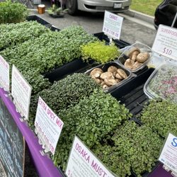 Temple City Farmers' Market - Finally found a farmers market that sells micro greens! My fav!