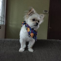 PetSmart Dog Training