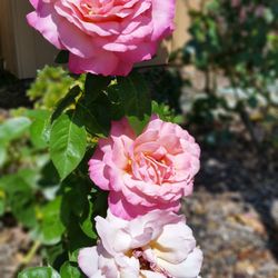 Natomas Rose Garden - 3's company