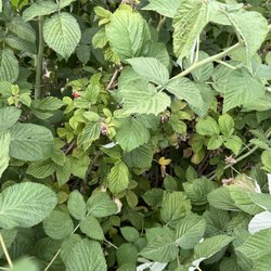 Bodacious Berries, Fruit and Brews - Raspberry bush