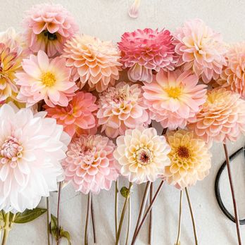 Fresh&Flora - Weekly floral deliveries can be arranged alongside our services - Home Cleaning Near Me Fresh&Flora - Weekly floral deliveries can be arranged alongside our services - Home Cleaning Near Me