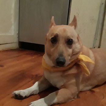 Dog Gone Walkin - Murry, hanging out on the kitchen floor - Dog Walkers Near Me