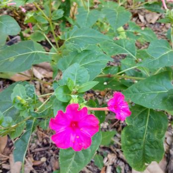 Tree Tops Park - Pretty flowers - Parks Near Me - Davie, Florida