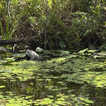 Everglades Nature Tours - Fishing Near Me - Parkland, Florida Everglades Nature Tours - Fishing Near Me - Parkland, Florida