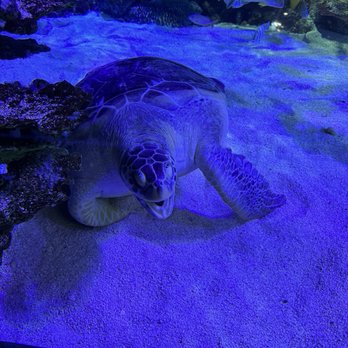 Branson Wild World - Aquariums Near Me - Branson, Missouri