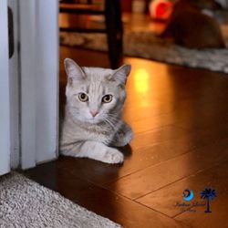 indian land pet sitting