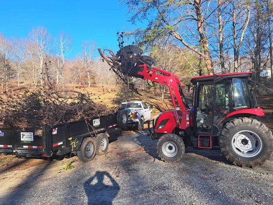 Tree removal & tree work - Tree work and removal