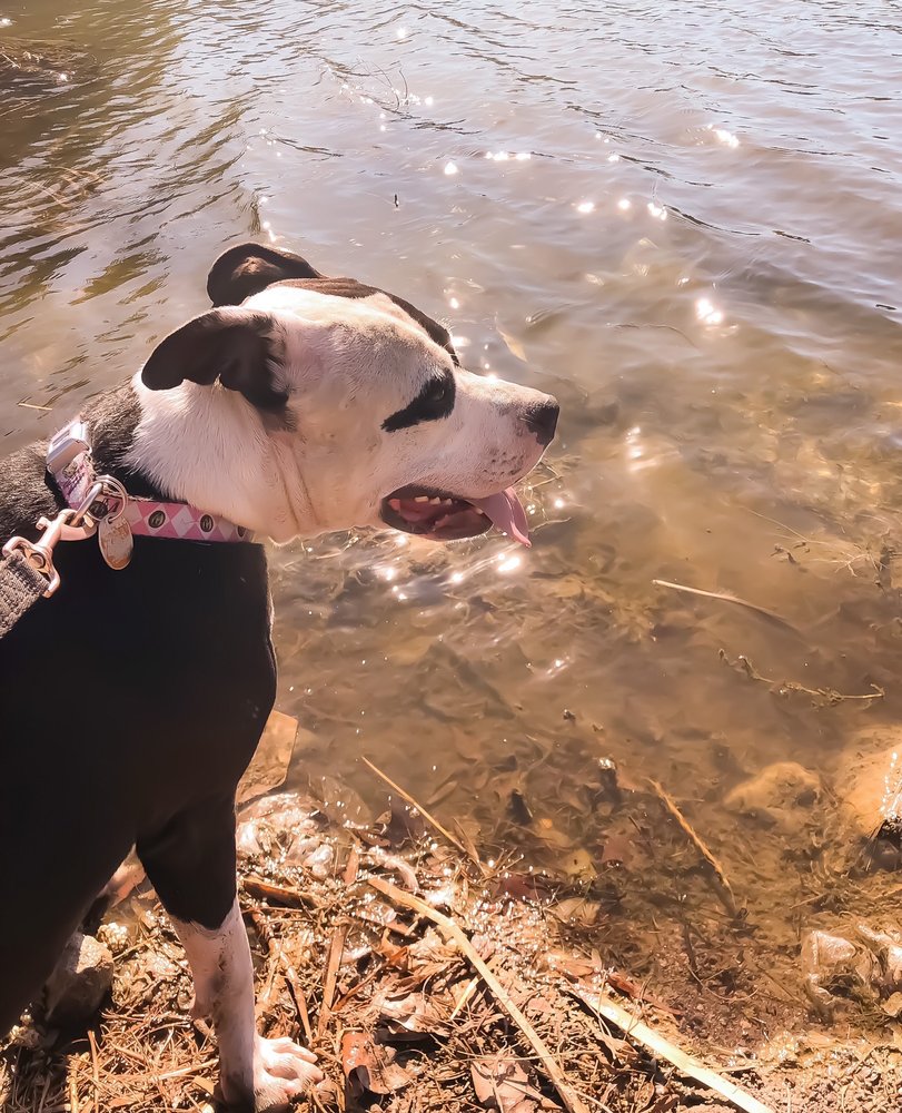 BELOVED PET SERVICES Las Vegas, Nevada Dog Walkers Phone Number