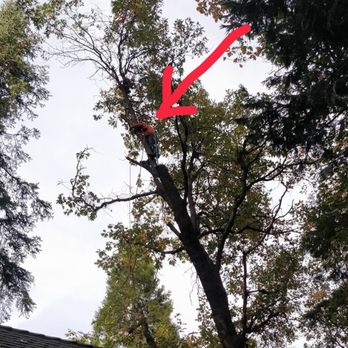 Discovery Tree Care - Tree Services Near Me - Ceres, California Discovery Tree Care - Tree Services Near Me - Ceres, California