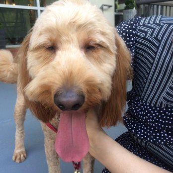 Sam Pet Grooming - Thank you Sam! Best haircut he's ever had!!!:) - Pet Groomers Near Me