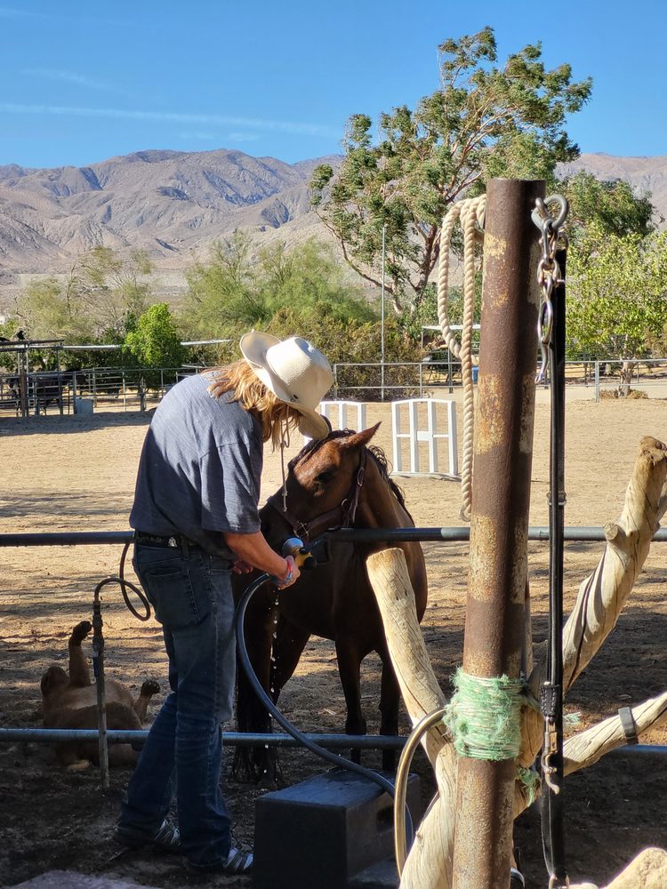 Laughing Stockfarms Horse Sanctuary - social services organization in Desert Hot Springs, CA
