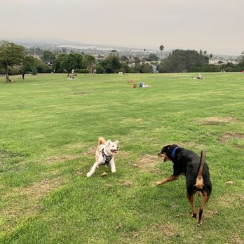 Doggy Boot Camp - Pet Training Near Me Doggy Boot Camp - Pet Training Near Me