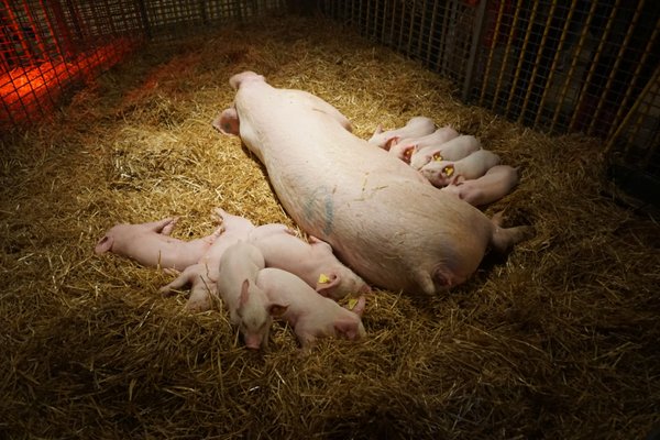 Markham Fairgrounds by null