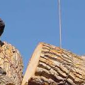 Tree Works - Tree Services Near Me - Lawrenceburg, Kentucky Tree Works - Tree Services Near Me - Lawrenceburg, Kentucky