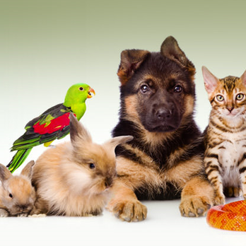 1. North Torrington Veterinary