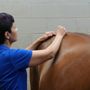 Photo of Mint Condition Equine