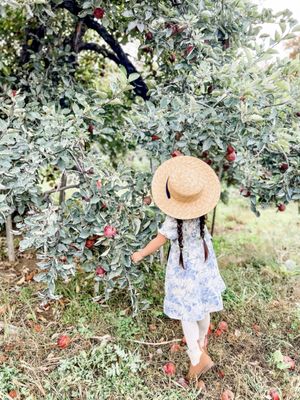 Stone Soup Farm & Heritage Orchard by null
