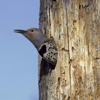 Envirocritter - Wood Peckers or Northern Flickers can cause some serious property damage! - Pest Control Near Me - Lakewood, Colorado Envirocritter - Wood Peckers or Northern Flickers can cause some serious property damage! - Pest Control Near Me - Lakewood, Colorado
