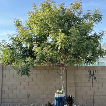 Pristine Green - Tree #2 before being trimmed. - Tree Services Near Me - Gilbert, Arizona