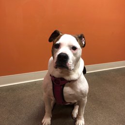 Doggo Doggo