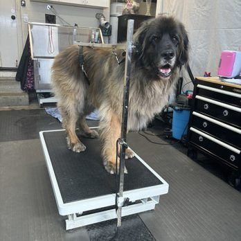 Dog Gone Cute - Dog - Pet Groomers Near Me - Petaluma, California Dog Gone Cute - Dog - Pet Groomers Near Me - Petaluma, California