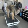 Photo of Dog Gone Cute