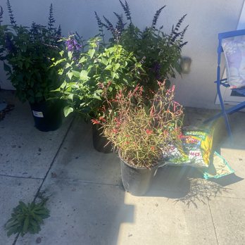 Gilberto Garden Landscape,tree Triming and Removal - Before - Gardeners Near Me