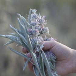 EarthTonics - Ethical wild-harvest in the beautiful Ojai Valley.