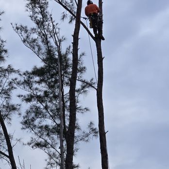 Arbor Treez - Climbing arborist - Tree Services Near Me Arbor Treez - Climbing arborist - Tree Services Near Me