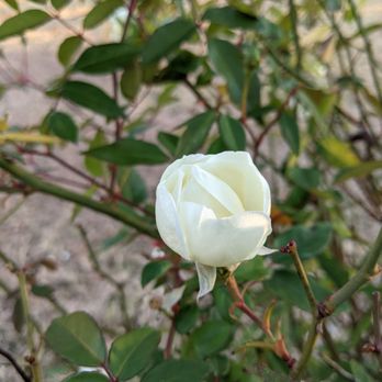 Allen Cemetery - Lovely white roses blooming by a grave - Funeral Services & Cemeteries Near Me - Allen, Texas Allen Cemetery - Lovely white roses blooming by a grave - Funeral Services & Cemeteries Near Me - Allen, Texas